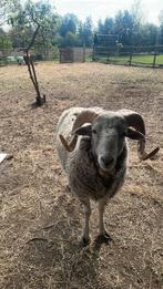 Wiltshire Horn schaap te koop, Dieren en Toebehoren, Schaap