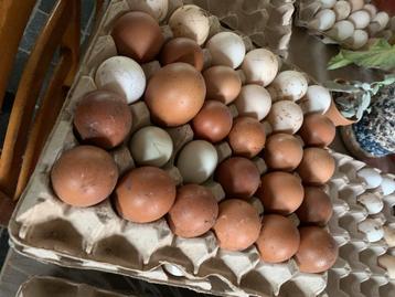Verse bioeieren van eigen kippen beschikbaar voor biedingen