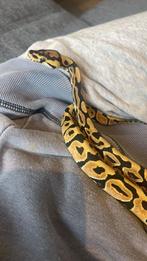 Python, Serpent, 0 à 2 ans