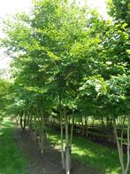 meerstammige solitair beuk fagus, Tuin en Terras, Ophalen, Beukenhaag, Struik, 250 cm of meer