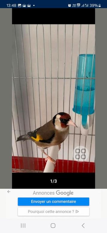 Mâle chardonneret parva 2 ans, Dieren en Toebehoren, Vogels | Overige Vogels, Mannelijk