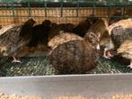Japanse kwartels te koop, Meerdere dieren, Overige soorten