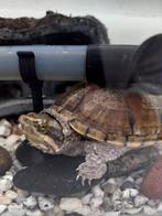 Waterschildpadden muskus, Met terrarium, 0 tot 2 jaar, Schildpad