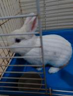 Konijn, Dieren en Toebehoren