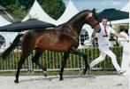 Dressuur(fok) merrie 11 jaar 1m72, Dieren en Toebehoren, Merrie, Gechipt, M, Dressuurpaard
