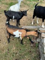 Gecastreerde bokjes te koop, Dieren en Toebehoren, Schapen, Geiten en Varkens, Mannelijk, Geit, 0 tot 2 jaar