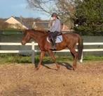 Ruin van 5 jaar en 1,55, Dieren en Toebehoren, Ruin