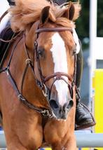 Springpaard gevraagd, Springpaard