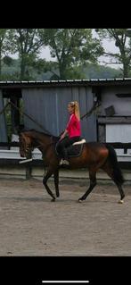 Cavalière pouvant vous aider, Élevage, 1 cheval ou poney
