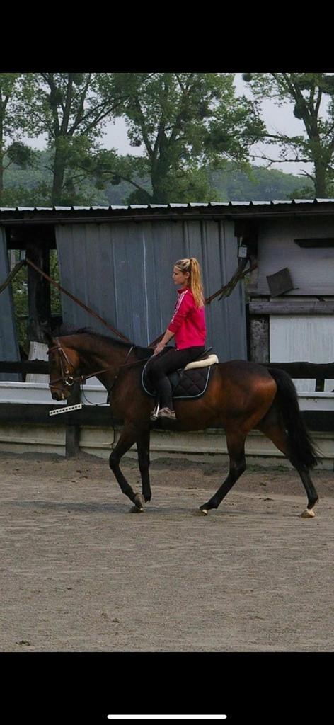 Cavalière pouvant vous aider, Animaux & Accessoires, Box & Pâturages, Élevage, 1 cheval ou poney