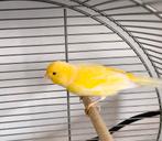 Kanarie (M), Dieren en Toebehoren, Vogels | Kanaries, Mannelijk, Zangkanarie