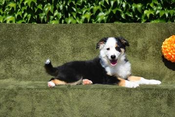 Prachtig tricolor Border Collie reutje beschikbaar voor biedingen