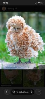 Patua haan krulveer, Dieren en Toebehoren, Pluimvee, Mannelijk, Kip