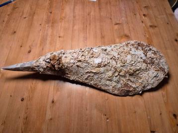 Oude penmossel  beschikbaar voor biedingen