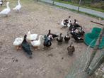 Barberie eenden, Dieren en Toebehoren