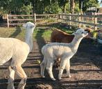 Witte alpacahengst - 6 maand, Dieren en Toebehoren, Juni, Mannelijk