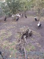 Loopeenden, Dieren en Toebehoren, Pluimvee, Mannelijk, Eend