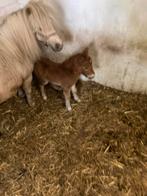 Mini veulentje, Dieren en Toebehoren, Pony's, Hengst, Gechipt