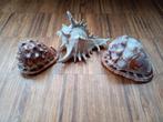 Set van 3 grote schelpen, Ophalen of Verzenden, Schelp(en)