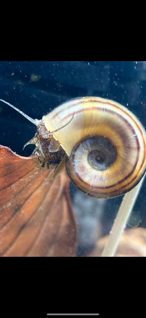 Marisa slakken - marisa cornuarietis, Dieren en Toebehoren, Vissen | Aquariumvissen