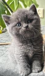 Brits korthaar, Dieren en Toebehoren, Kater, Gechipt, 0 tot 2 jaar