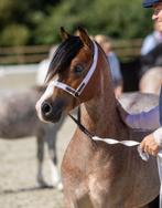 Prachtige roan welsh a hengst!, Dieren en Toebehoren, Pony's, Hengst