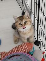Britse korthaar, Poes, Gechipt