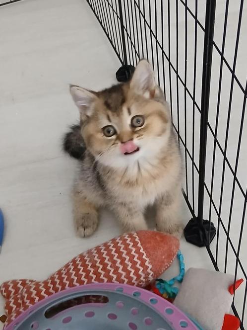 Britse korthaar, Dieren en Toebehoren, Katten en Kittens | Raskatten | Korthaar, Poes, Gechipt, Ontwormd, Ingeënt