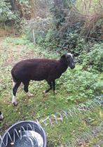 Zwartbles ram 2024, Dieren en Toebehoren, Mannelijk, Schaap, 0 tot 2 jaar