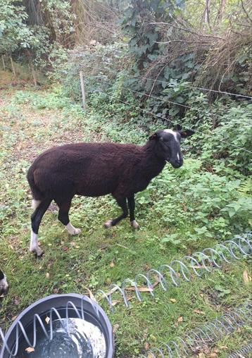 Zwartbles ram 2024 beschikbaar voor biedingen