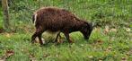 Soay schaap ooi, Dieren en Toebehoren, Schapen, Geiten en Varkens, Vrouwelijk, Schaap, 3 tot 5 jaar