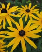 1 rudbeckia goldsturm in pot, Tuin en Terras, Planten | Tuinplanten, Ophalen