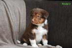 Prachtig bruin tricolor Border Collie pupje, Dieren en Toebehoren, Honden | Herdershonden en Veedrijvers, België, CDV (hondenziekte)