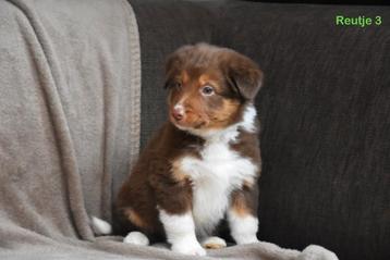 Prachtig bruin tricolor Border Collie pupje  beschikbaar voor biedingen