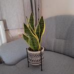 sanseverria 15, cycca 20e., Maison & Meubles, Plantes d'intérieur, Enlèvement ou Envoi