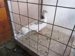 Twee sierduif doffers, Dieren en Toebehoren, Vogels | Duiven