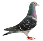 Duiven voor de fond en zware fond, Dieren en Toebehoren, Vogels | Duiven, Meerdere dieren, Postduif