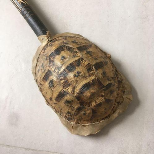 Antieke gunibri Afrikaans Marokkaans schildpad schild banjo, Verzamelen, Dierenverzamelingen, Gebruikt, Overige typen, Reptiel of Amfibie