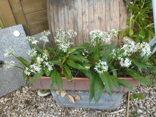 Daslook, Tuin en Terras, Planten | Tuinplanten, Vaste plant, Kruiden, Halfschaduw, Lente, Ophalen
