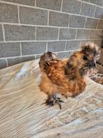 Zijdehoen haan, Dieren en Toebehoren, Mannelijk, Kip