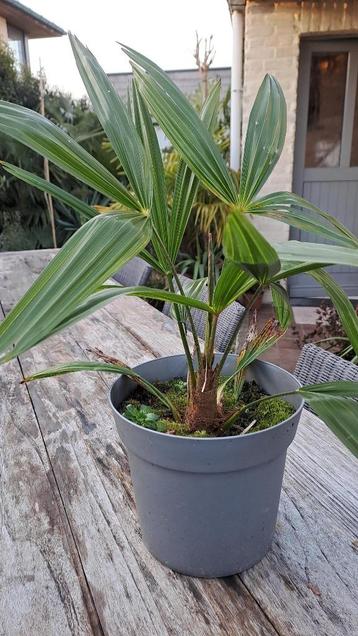 palmboom beschikbaar voor biedingen