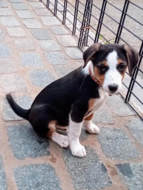 Boerenfox puppy, Dieren en Toebehoren, Honden | Niet-rashonden, Middel, Reu, Fokker | Hobbymatig, Eén hond, België, 8 tot 15 weken