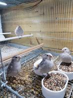 10 Domus molinarie kooien, Animaux & Accessoires, Oiseaux | Cages & Volières, Comme neuf, Cage d'élevage, Enlèvement, Aluminium