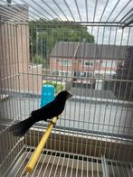 Twatwa maximiliani brashong koppel bewezen, Meerdere dieren, Tropenvogel, Geringd