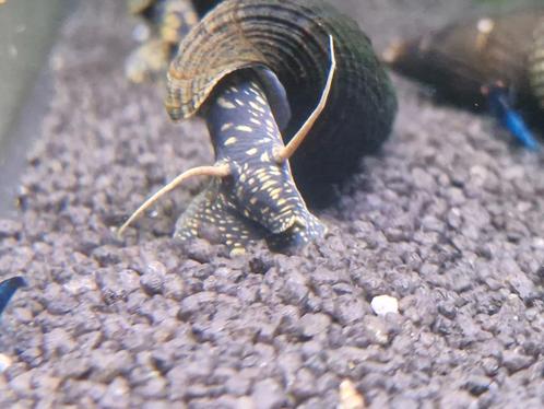 Tylomelania Yellow Spot, Dieren en Toebehoren, Vissen | Aquariumvissen, Zoetwatervis, Slak of Weekdier