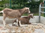 Toggenburger bokjes hoornloos, Dieren en Toebehoren, Mannelijk, Geit, 0 tot 2 jaar