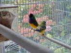 Goulds gouldamadines, Dieren en Toebehoren