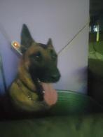 Mechelse herder kruisiging Duitse herder te koop, Dieren en Toebehoren, België, Particulier, Reu, 1 tot 2 jaar