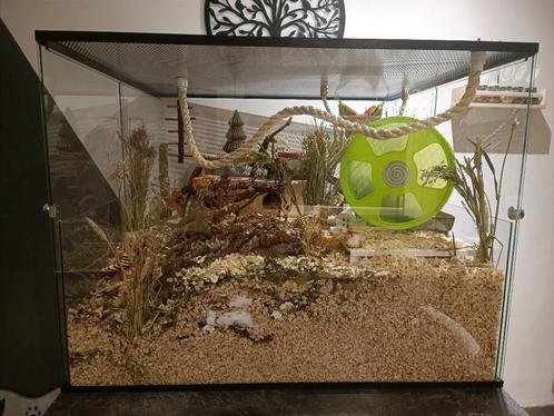 Op Maat Gemaakt Terrarium voor Muizen – 100x93x76 cm, Dieren en Toebehoren, Knaagdieren en Konijnen | Hokken en Kooien, Nieuw