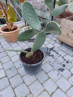 Opuntia ficus indica nr 10, Tuin en Terras, Planten | Tuinplanten, Ophalen